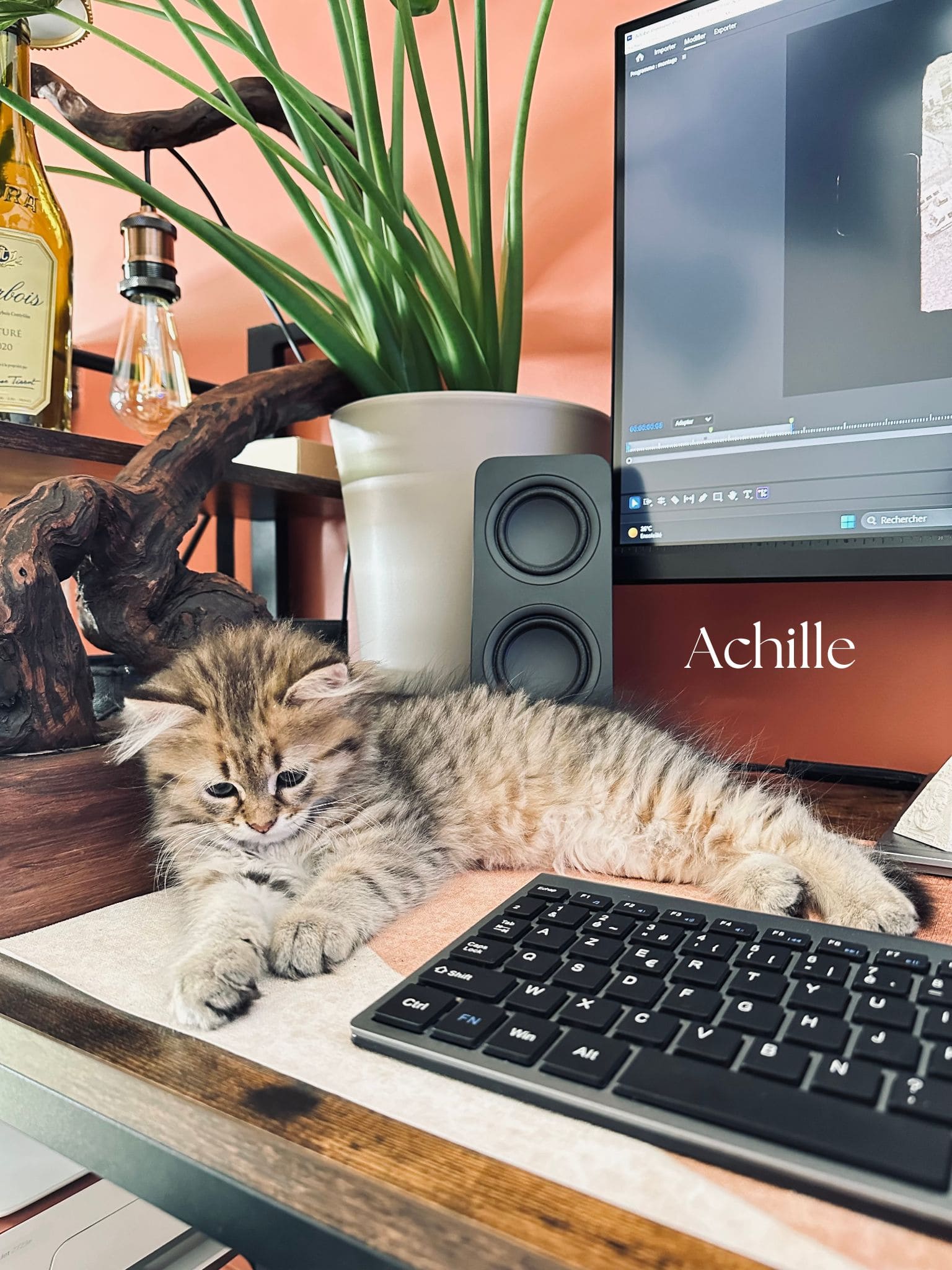 Achille, chaton, allongé devant l'écran de montage vidéo