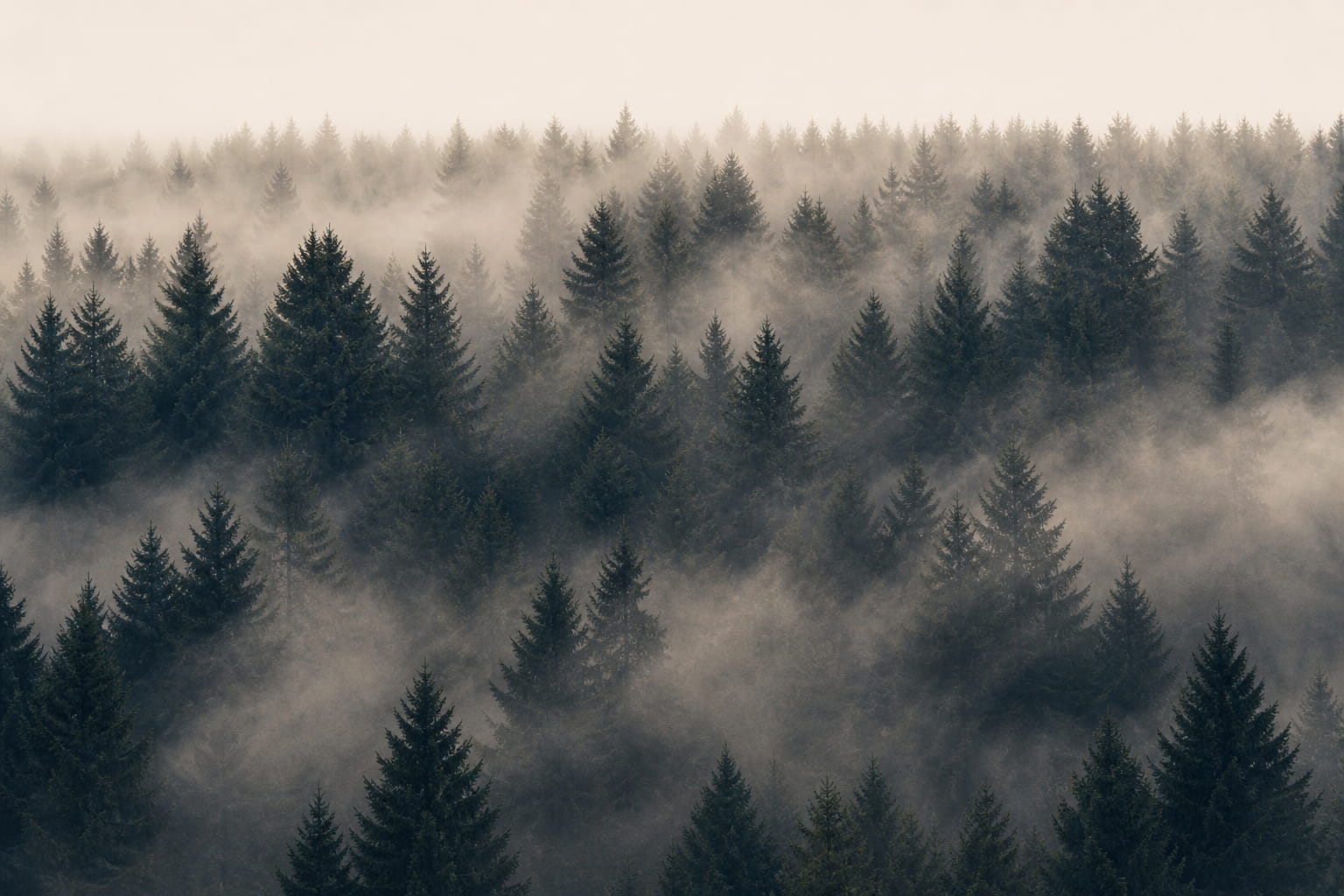 Forêt dans la brume au lever du jour